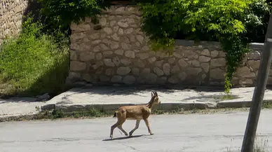 Erzincan'da dağ keçisi ilçe merkezine indi