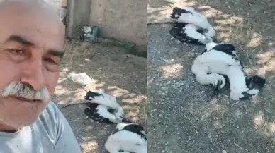 Çankırı'da 2 leylek telef oldu, vatandaş gözyaşlarını tutamadı