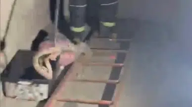Osmaniye'de evde görülen zehirli engerek yılanı panik yarattı