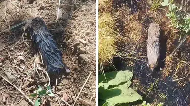 Elazığ’da çiftçi köstebek sandı, karşısına kör fare çıktı