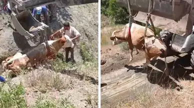 Elazığ’da uçurumdan düşen inek ekiplerin çalışmasıyla kurtarıldı