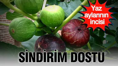 İncir meyvesinin sindirim sistemi üzerindeki mucizevi faydaları neler olabilir?