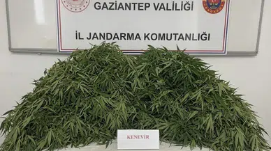 Gaziantep'te uyuşturucu operasyonu : 116 kök kenevir ele geçirildi, 9 gözaltı