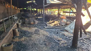 Samsun'da korkutan yangın : 53 büyükbaş hayvan telef oldu