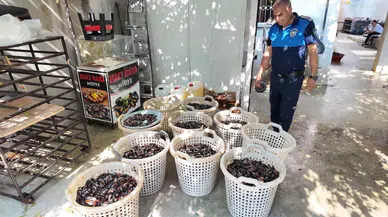 Mersin'de mide bulandıran görüntü : 200 kilogram bozuk midye dolma imha edildi