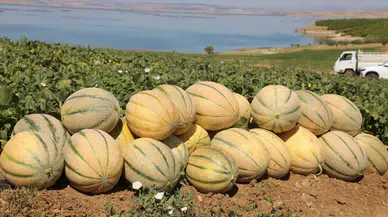 Kavun üreticisinin hasat heyecanı başladı ! Elazığ'da sezon beklentisi açıklandı
