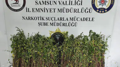 Samsun Bafra'da uyuşturucu operasyonu : Bin 655 kök kenevir ele geçirildi