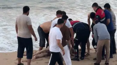 Karaburun'da kıyıda otururken dalganın denize sürüklediği adam hayatını kaybetti