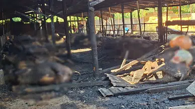Samsun'da 53 büyükbaş hayvan telef oldu