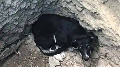 Karabük'te köpek kuyuya düştü : İtfaiye ekipleri kurtardı
