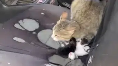 Mersin'de akılalmaz olay : Camı açık bırakılan otomobile giren kedi yavruladı