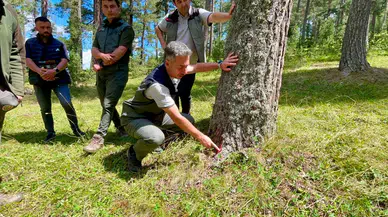 Ardahan'da doludan zarar gören sarıçam ormanlarında yenileme çalışması başlatıldı