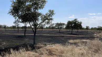 Şanlıurfa Birecik'te korkutan yangın : Çok sayıda ağaç küle döndü