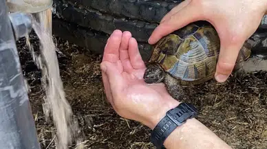 Çorum’da anız yangınında itfaiyeciler alevlerin ortasındaki kaplumbağayı kurtardı