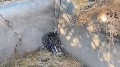 Elazığ'da sulama havuzuna düşen oklu kirpi kurtarıldı