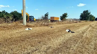 Tekirdağ'da elektrik akımına kapılan 30 leylek tarlada ölü bulundu