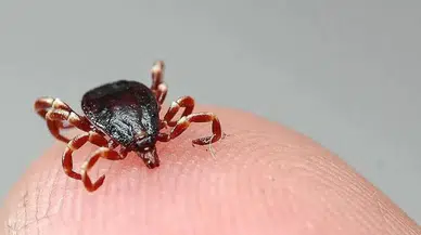 Sivas'ta KKVA alarmı : Tedavi gören şahıs hayatını kaybetti