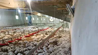 Bolu'da kümesin havalandırması bozuldu : 4 bin tavuk telef oldu