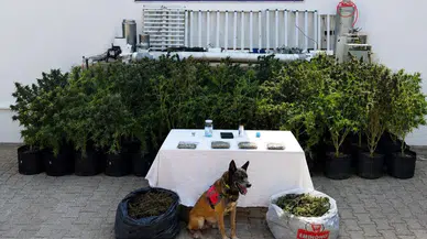 Muğla Bodrum'da 56 kök kenevir bitkisi ele geçirildi