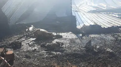 Niğde'de çiftlik yangını : 250 küçükbaş hayvan telef oldu