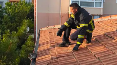 Erzincan’da yürekleri ısıtan çalışma : Çatıda mahsur kalan yavru kedi kurtarıldı