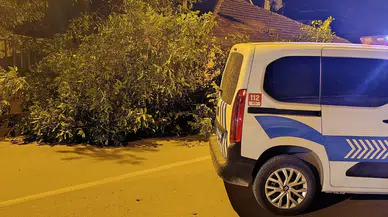 Beyşehir'de ceviz ağacı caddeye devrildi : Ulaşım geçici olarak durdu