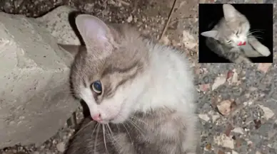 Yavru kediyi istismar edip şiddet uyguladılar