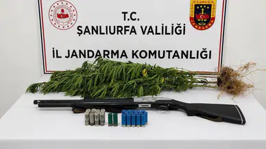 Şanlıurfa'da yasa dışı kenevir operasyonu : 1 gözaltı