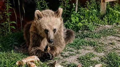 Erzincan'da bozayı ziyaretçilerin ilgi odağı oldu