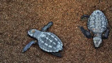 Didim'de 60 caretta caretta yavrusu güvenle denize gönderildi