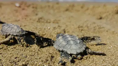Kuşadası'nda koruma dışındaki yuvadan 59 caretta caretta yavrusu çıktı