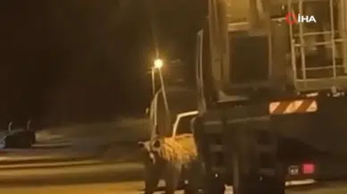 Sinop'ta merkeze ayı indi : Araçların arasında böyle görüntülendi