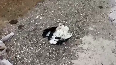 Kütahya'da tren yolu yakınında çok sayıda leylek ölü bulundu