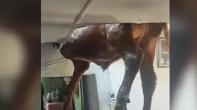 Aydın'da evin çatısına düşen boğa tavanda asılı kaldı