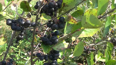Samsun Bafra'da aronya hasadı başladı