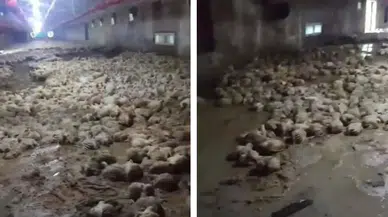 Sakarya’da sel sularına teslim olan kümesteki çok sayıda tavuk telef oldu