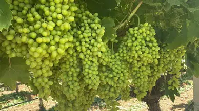 Sarıgöl üzümleri neden turistlerin dikkatini çekiyor ?