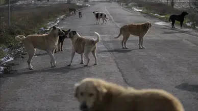 81 ilde sokak köpeği denetimi başlıyor ! Müfettişler eylül boyunca sahada
