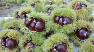 Kestane hasadı başladı mı ? Kestane ne kadar ? Kestanenin kilosu kaç tl ?