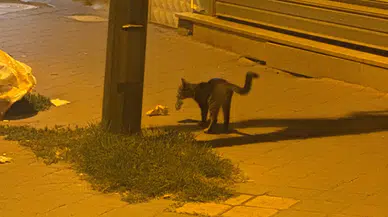 Kedi yakaladığı fareyle 20 dakika oynadı : O anlar kamerada