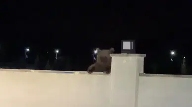 Bozayı avluyu mesken tuttu, vatandaş aracında mahsur kaldı