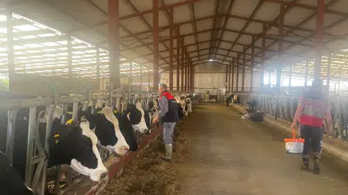 Baklan İlçe Tarım ve Orman Müdürlüğü'nden şap aşısı hamlesi