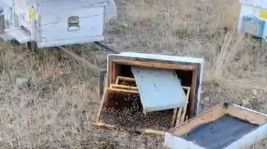 Konya'da ayı kabusu : Kovanları parçalayıp zarar verdiler