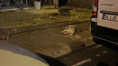 Kaldırımda yürürken köpeği elektrik akımına kapıldı