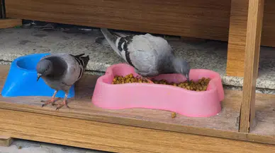 Soğuk hava güvercinleri de etkiledi : Kediler için konulan mamaları yediler