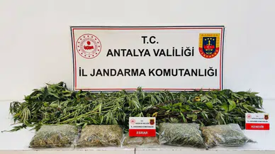 Alanya'da uyuşturucu baskını : 24 kök kenevir ve 2 kilo 642 gram esrar ele geçirildi