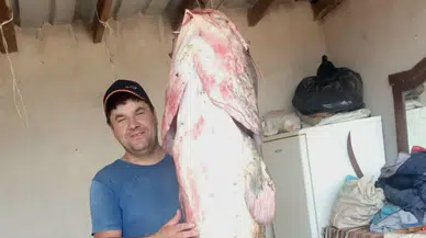 Meriç Nehri'nde dev yayın balığı yakalandı : Boyu görenleri şaşırttı