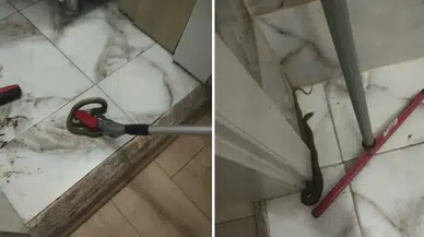Hatay'da korkutan manzara : Yerleşim yerlerinde görülen yılanlar doğaya salındı