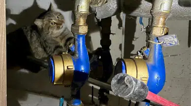 Alanya'da havalandırma boşluğuna düşen kedi kurtarıldı
