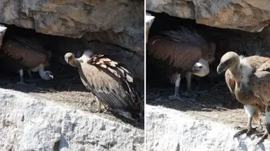 Artvin'de kızıl akbabalar doğal yaşam alanlarında görüntülendi